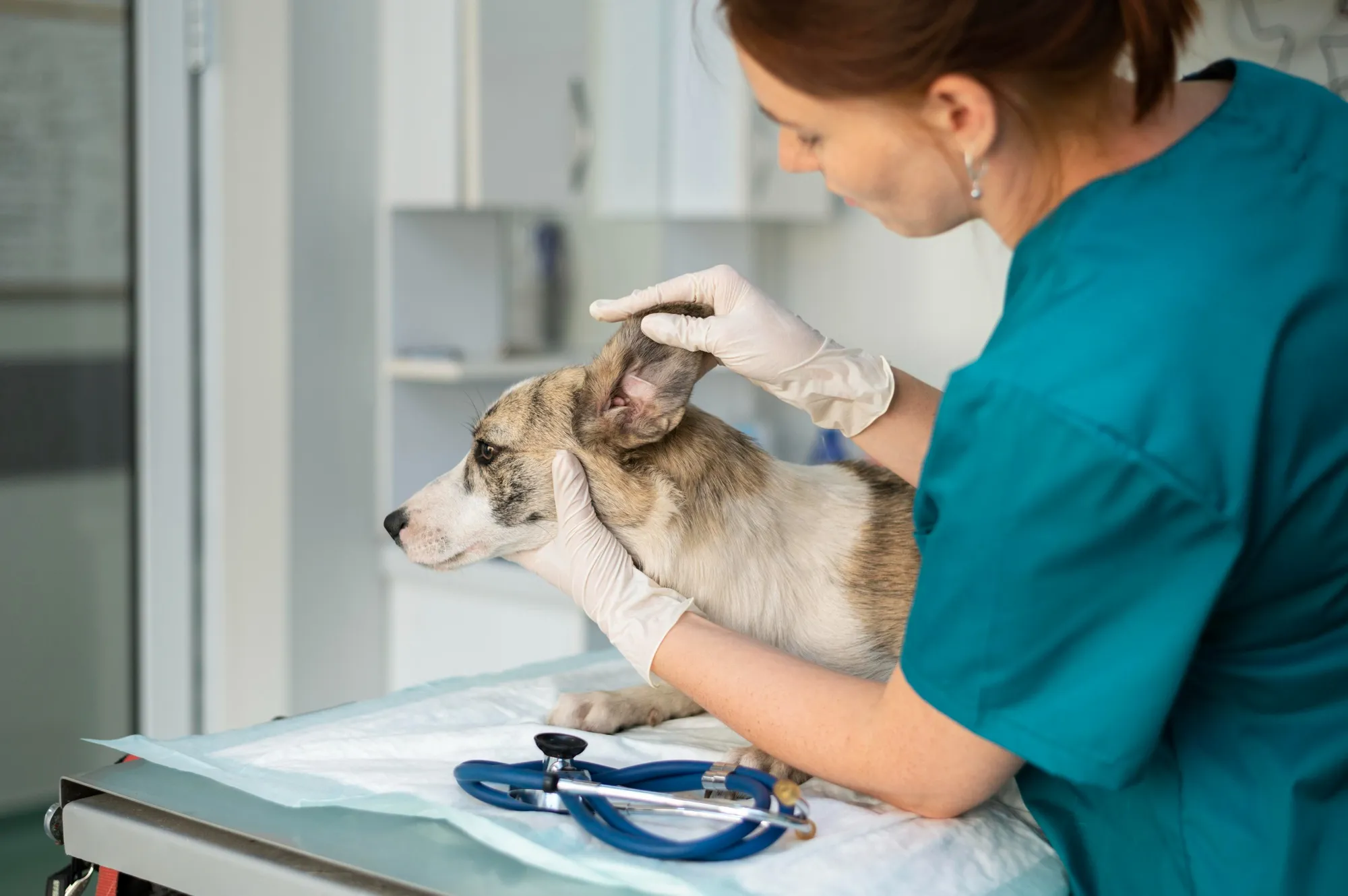 Banner illustrating common pet health issues along with treatment options including medications, dietary changes, and veterinary care.
