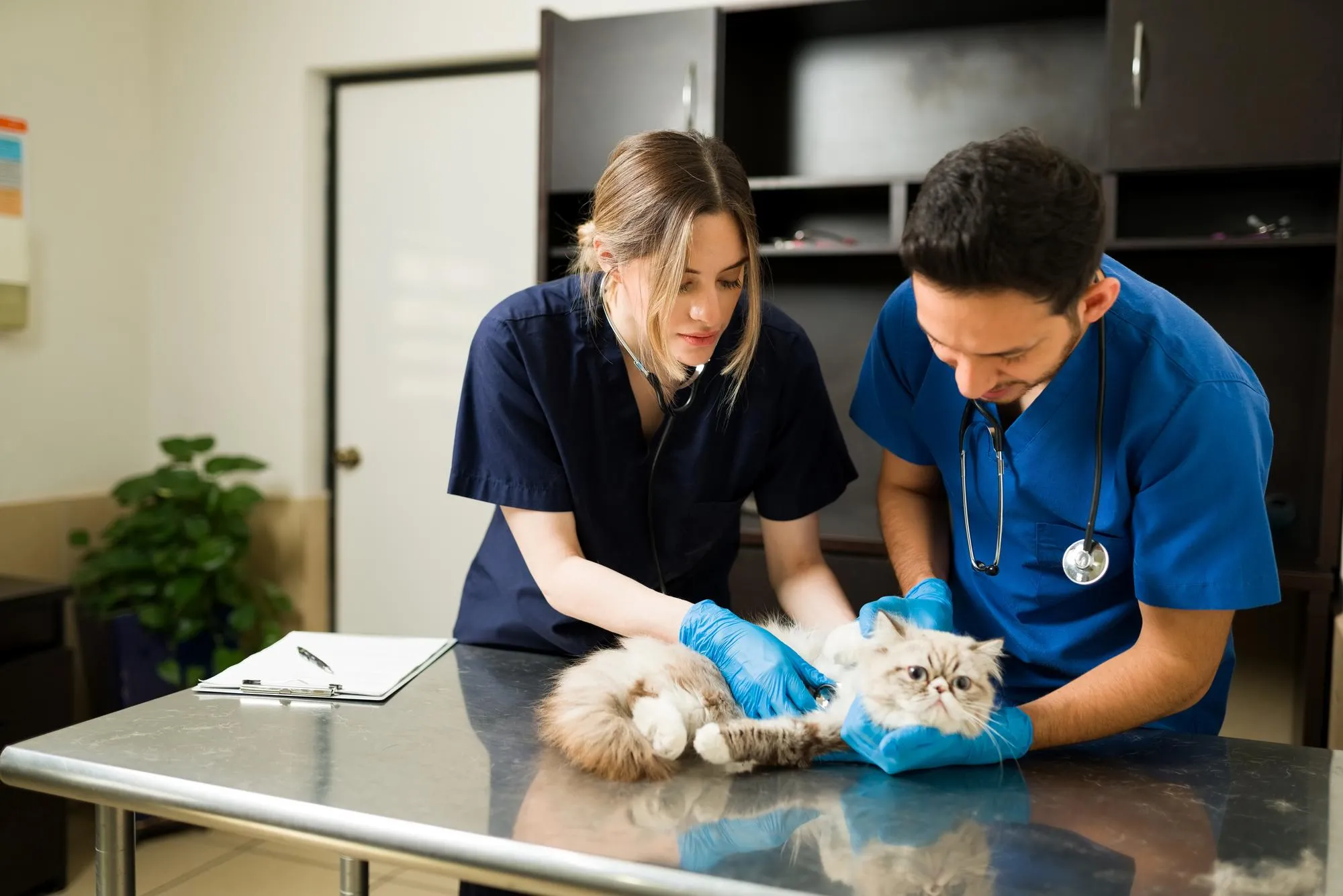 Visual outlining stages of professional wound care including cleaning, dressing, monitoring, and advanced healing techniques.