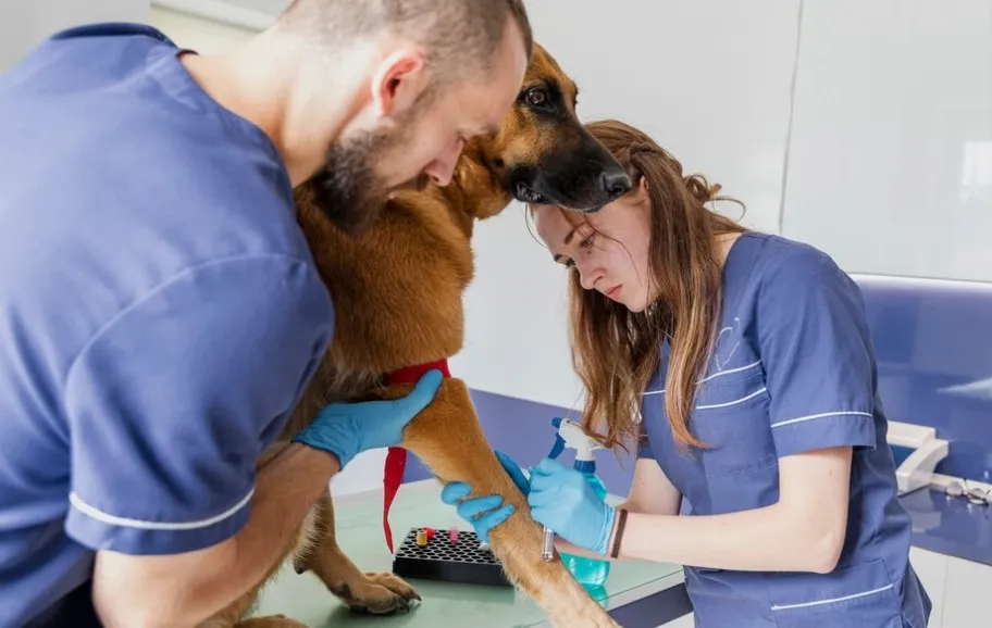 Veterinary team examining a dog and preparing veterinary compounded medications from a trusted veterinary compounding pharmacy.