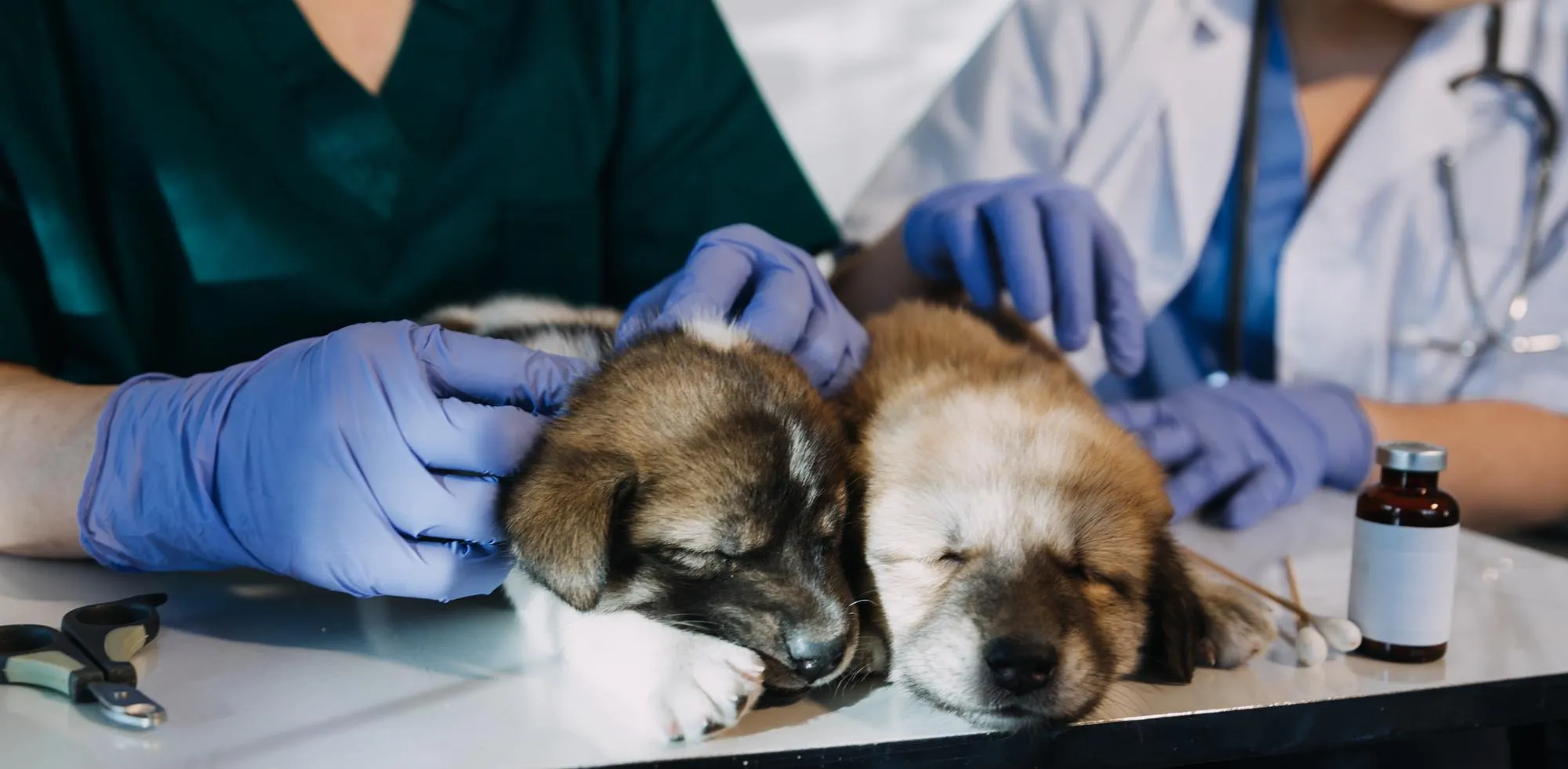 Veterinary compounding pharmacy in Jacksonville preparing customized medications for puppies during clinical examination