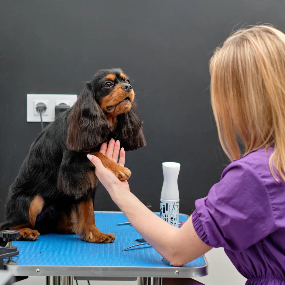 Veterinarian using compounded medications for pets during checkup at a veterinary compounding pharmacy in Jacksonville